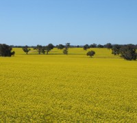 canola